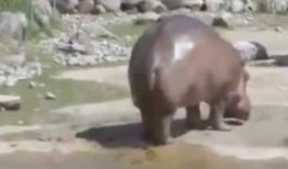 河马影视在线观看,海量影视资源，在线观看新体验